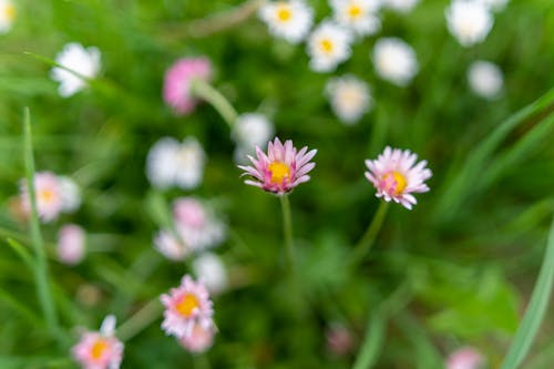 Close-Up Shot of Pink Flowers in Bloom