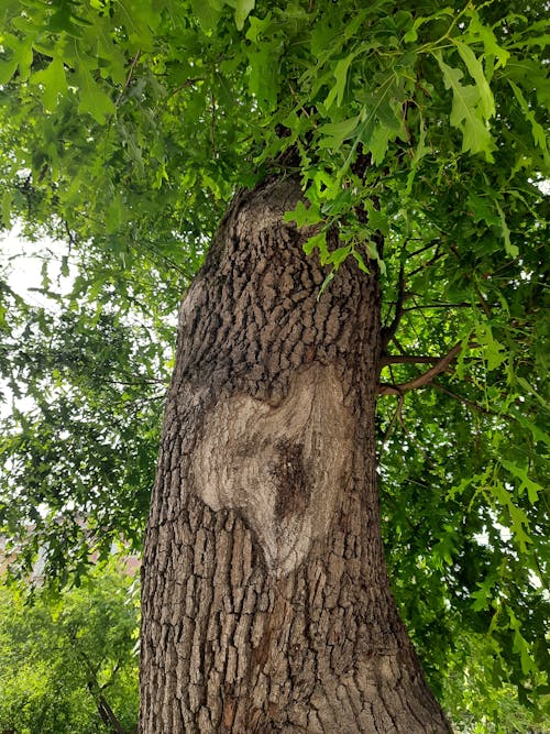 Free stock photo of heart, nature, tree