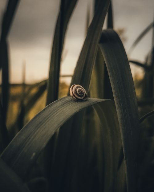 Free A close-up of a snail on a leaf during sunset, highlighting natural tranquility. Stock Photo