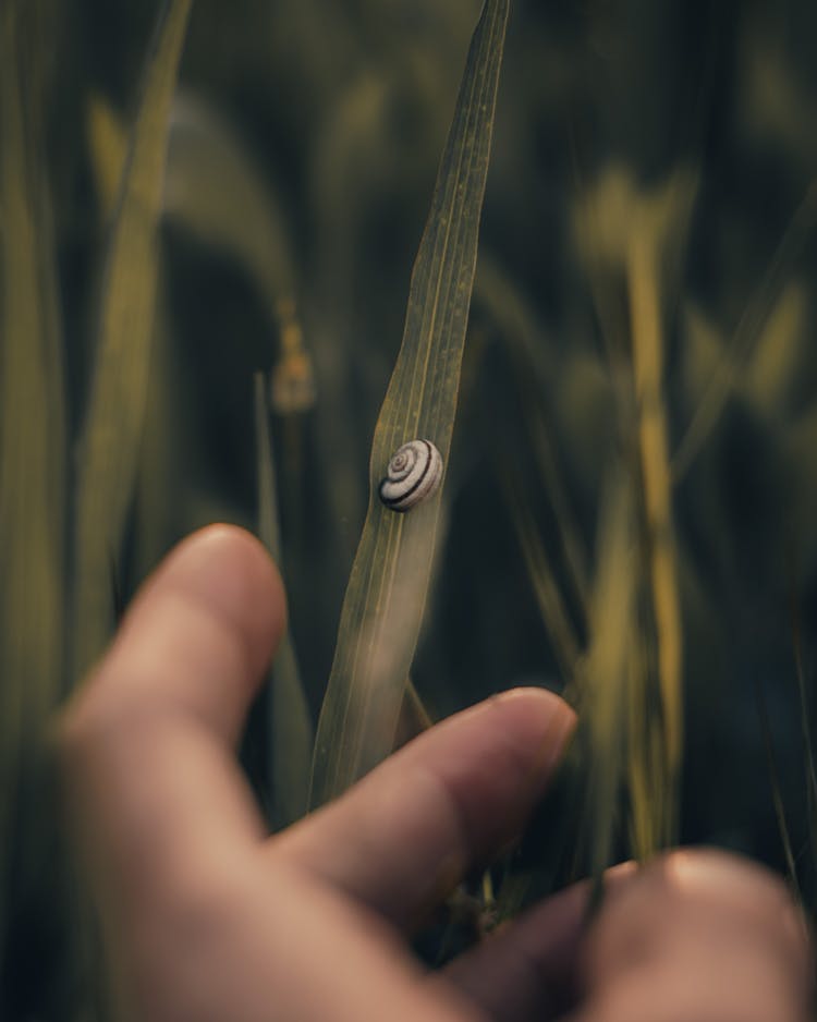 Fingers Near Snail Shell