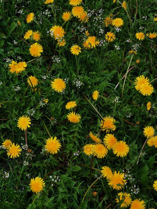 Free Close-up of vibrant yellow dandelions blooming in a lush green meadow, showcasing nature's beauty. Stock Photo