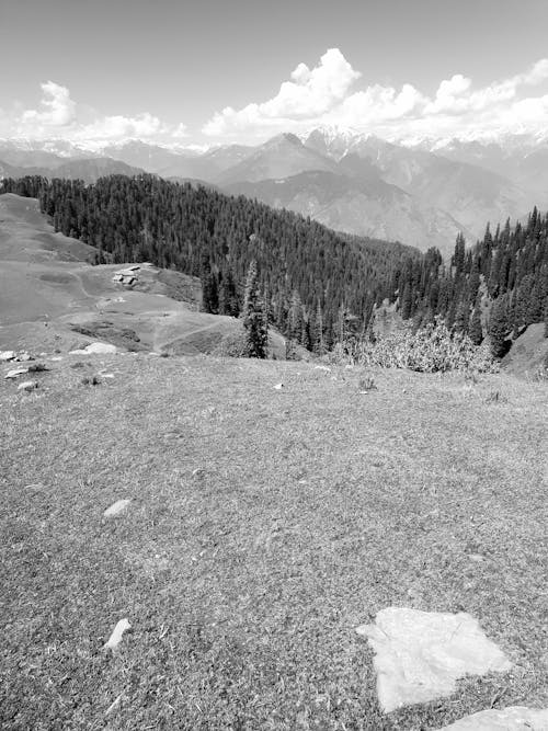 Grayscale Photo of Trees near the Mountain