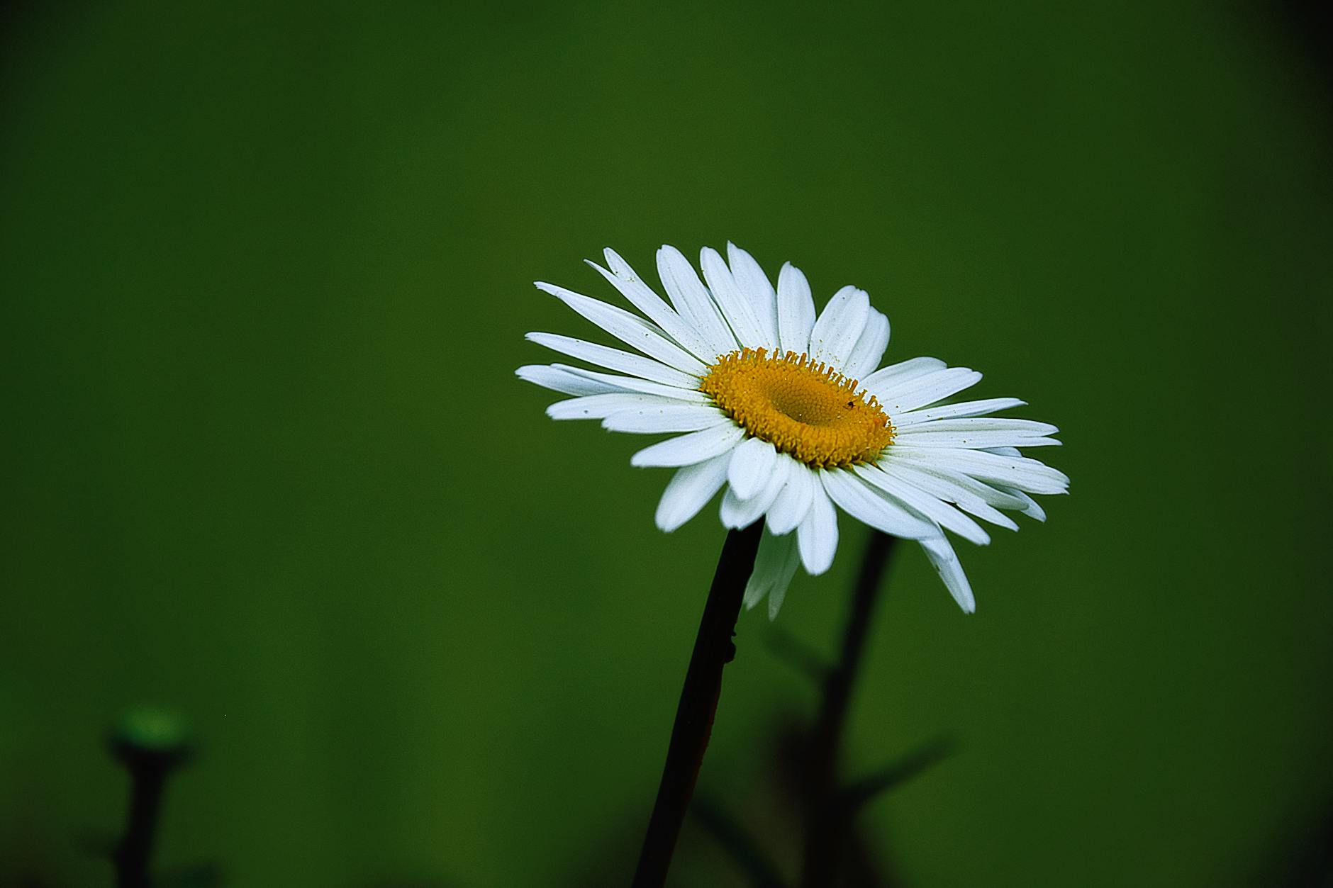 Yellow and White Daisy Flower · Free Stock Photo
