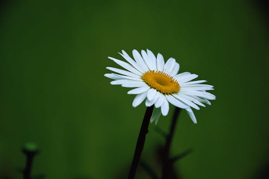 Yellow and White Daisy Flower