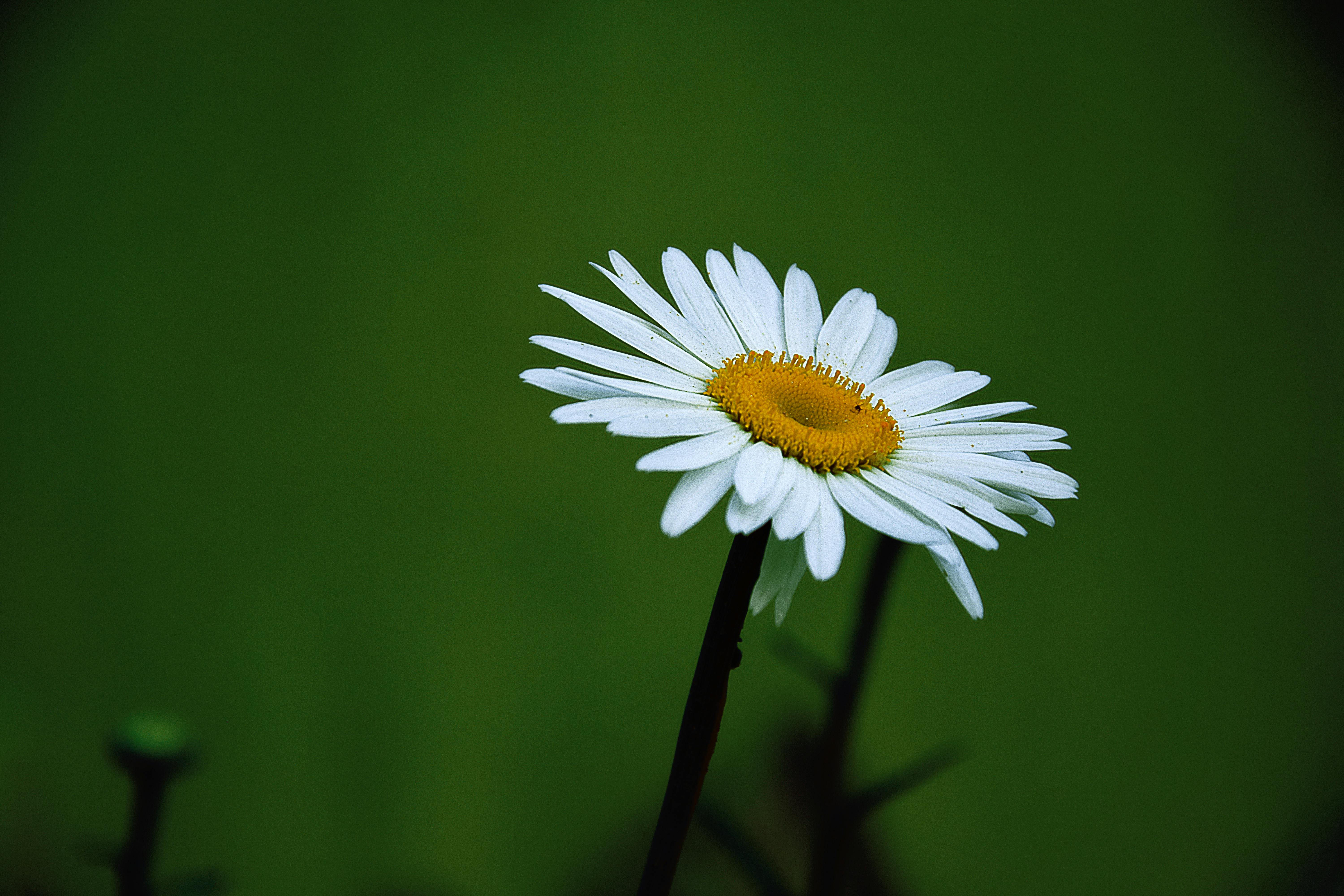 Foto stok gratis tentang  berkembang bunga  bunga  aster 