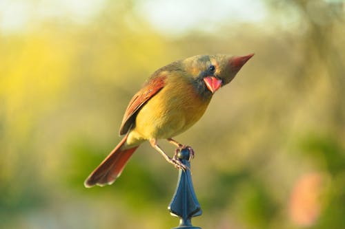 Free Brown and Red Bird on Stick Stock Photo