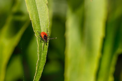 Red and Black Tick on Green Leaf