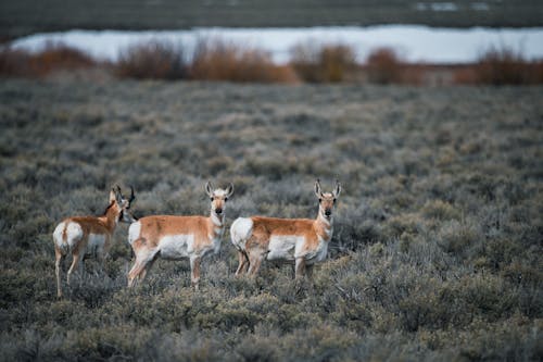 Free açık hava, antilop, arazi içeren Ücretsiz stok fotoğraf Stock Photo