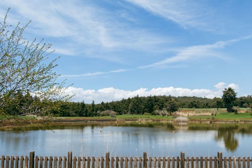 View of a Body of Water behind a Fence and a Forest in the Background 