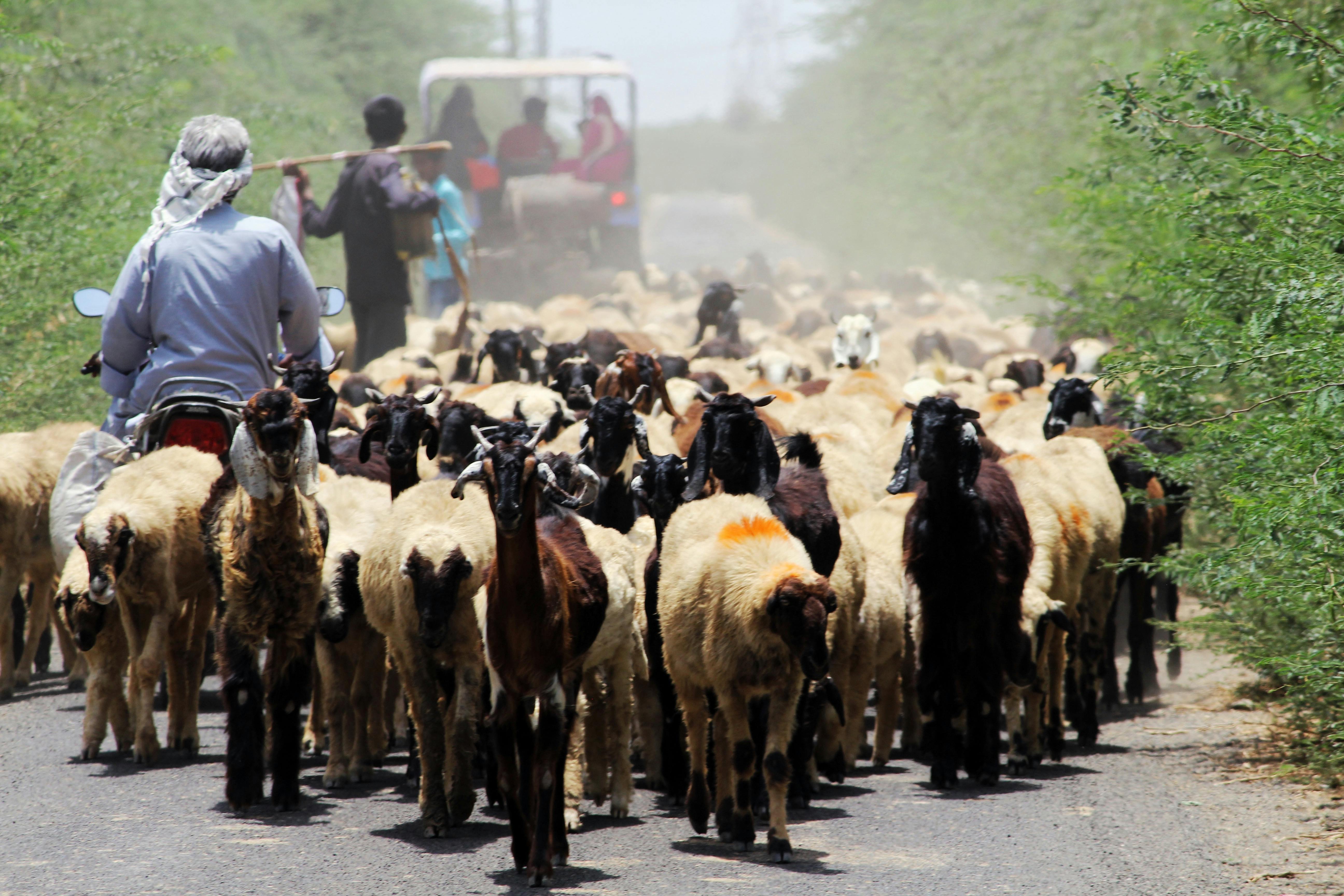 Shepherd Photos Download The BEST Free Shepherd Stock Photos HD Images