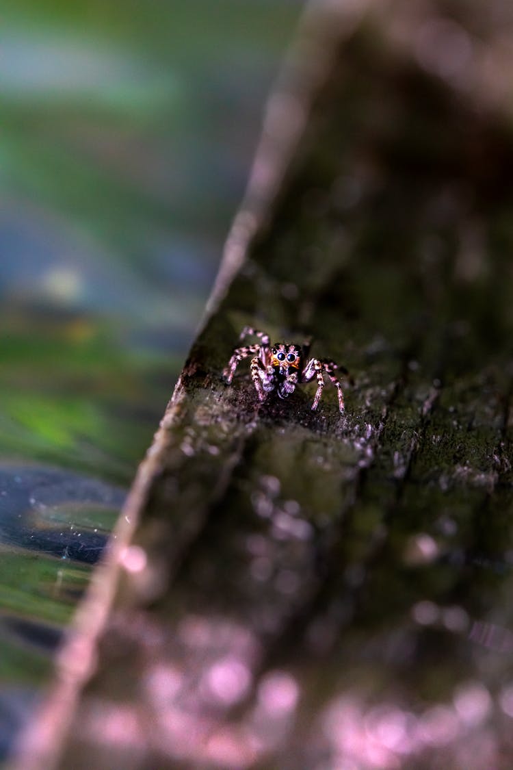 Small Spider In Macro Shot