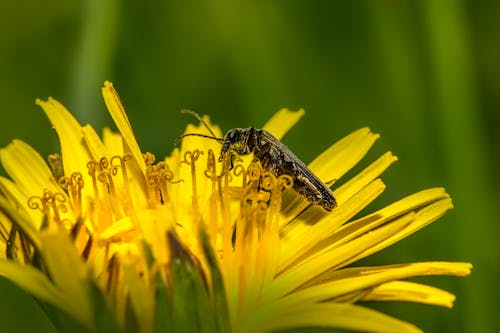 Foto stok gratis beetle, bunga, bunga kuning