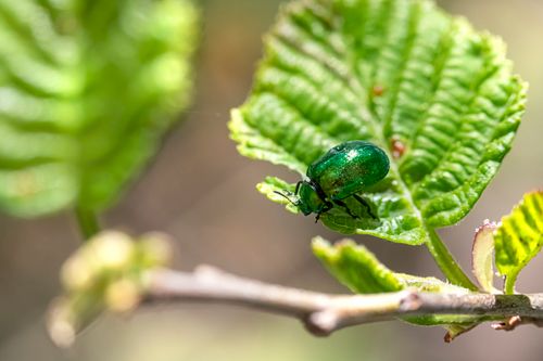 Free Close-up image of a shiny green beetle crawling on a leaf, showcasing nature's vibrant colors and textures. Stock Photo