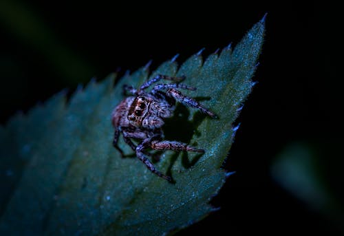 無料 クモ, ジャンピングクモ, ゼブラクモの無料の写真素材 写真素材