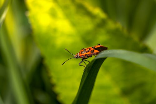 Foto stok gratis beetle, daun, fotografi makro