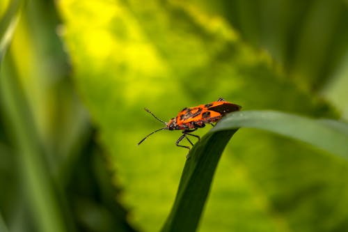 Macro Shot of a European Firebug