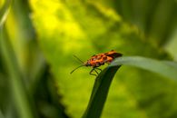 Orange and Black Butterfly Perched on Green Leaf in Close Up Photography