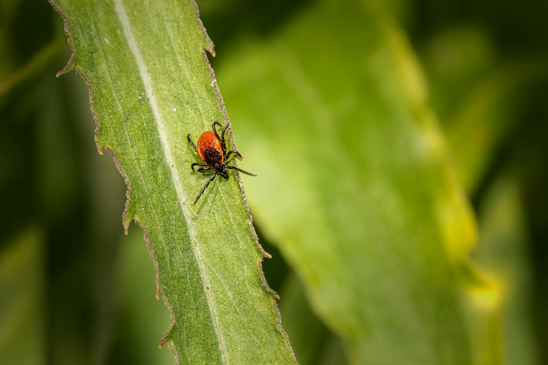 Deer Tick on a Leaf