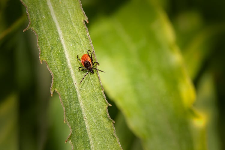 Deer Tick On A Leaf