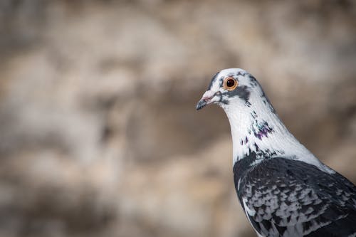 Close-Up Shot of a Pigeon