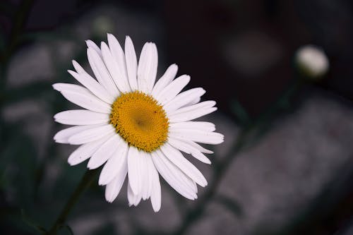 Gratis Fotografi Fokus Selektif Bunga Daisy Putih Foto Stok