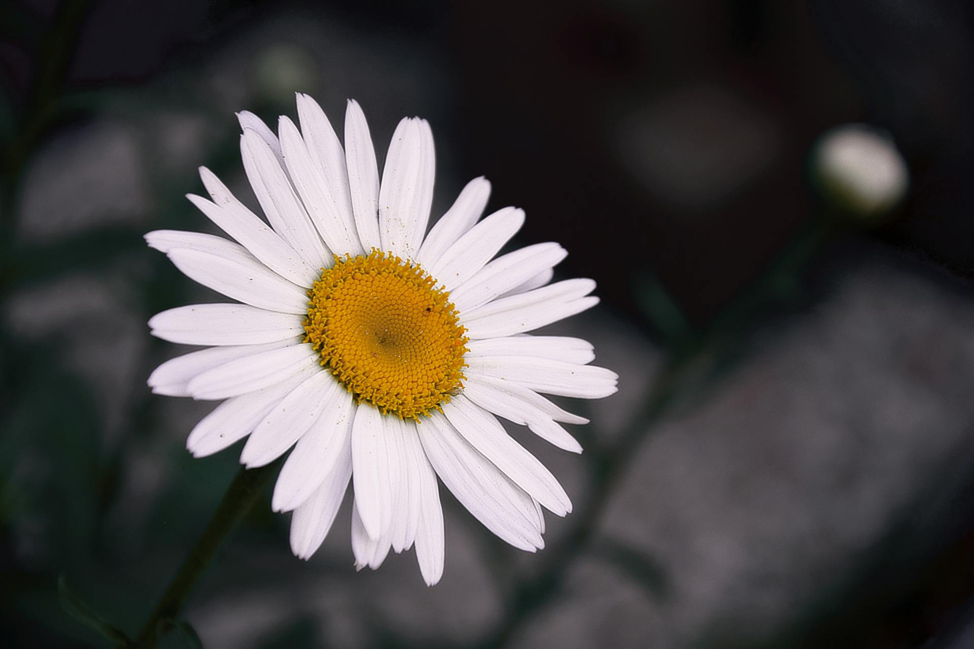 Isolated white daisy on a dark background showcasing elegance and simplicity.