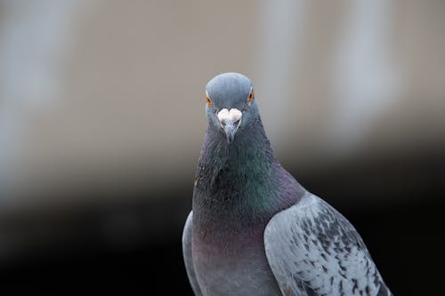 Gray Pigeon in Close Up Photography
