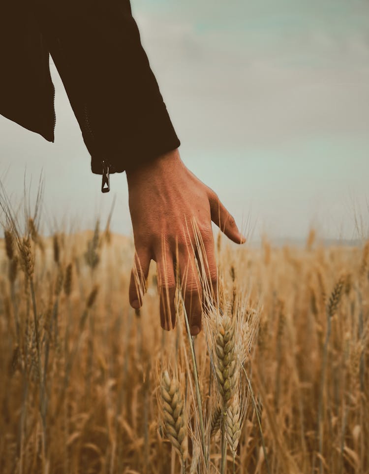 Hand Touching Grain On Field