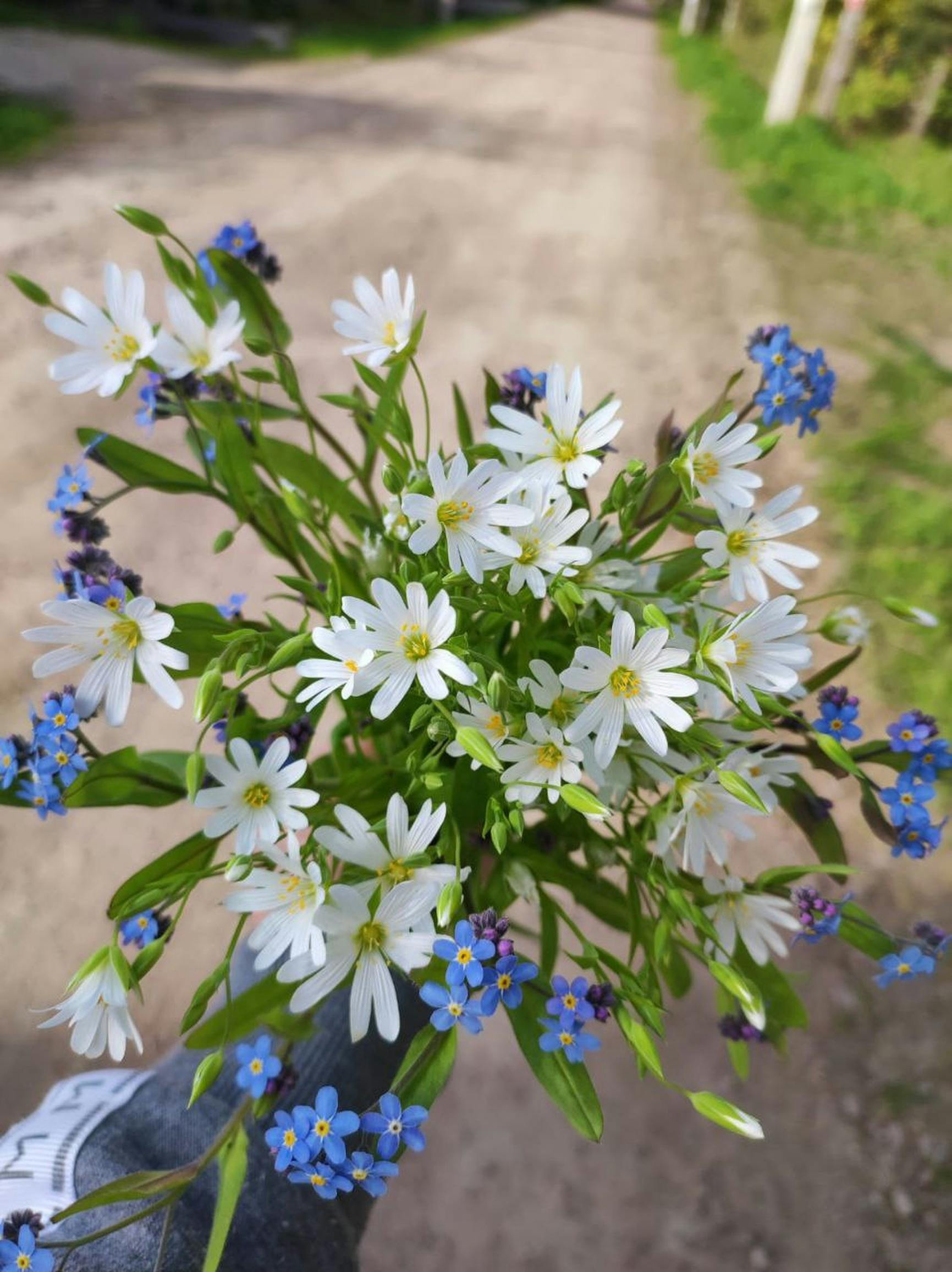Colorful bouquet of wildflowers held on a sunny day, featuring white and blue blossoms.