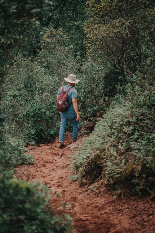 Immagine gratuita di alberi, camminando, cappello