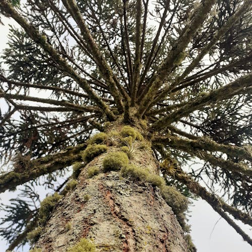 Бесплатное стоковое фото с ветви, грубый, дерево