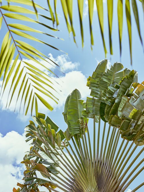 Kostenloses Stock Foto zu aufnahme von unten, baum des reisenden, blätter