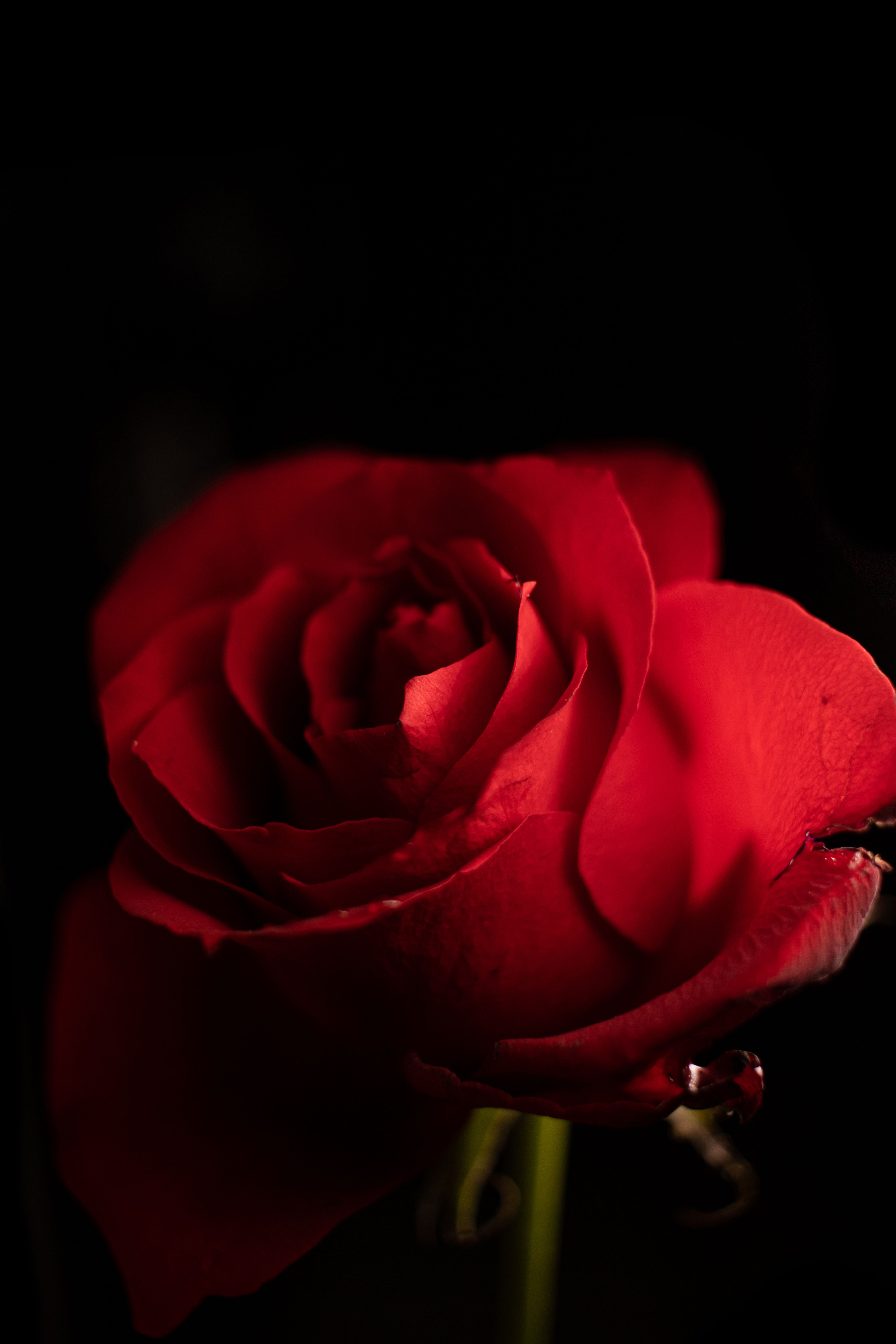 Δωρεάν στοκ φωτογραφιών με floral σχέδιο, αισθησιακός, αιώνιος Φωτογραφία από στοκ φωτογραφιών