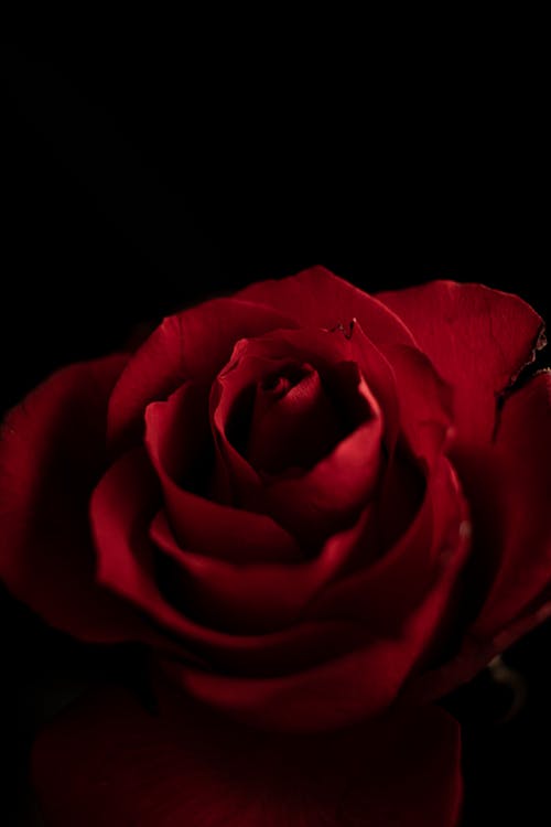 Red Rose in Close Up Photography