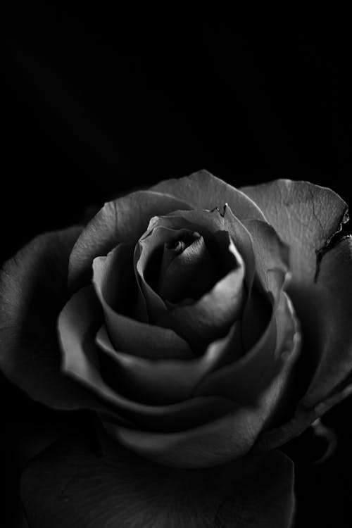 Greyscale Photography of Rose in Bloom · Free Stock Photo