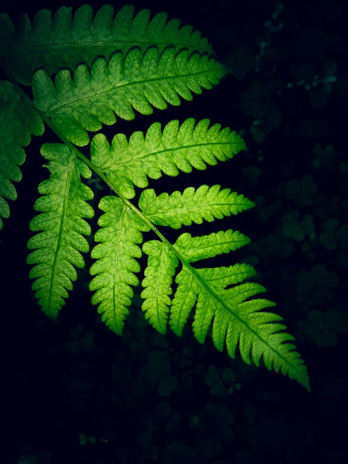 бесплатная Крупным планом фото листьев зеленого папоротника Стоковое фото