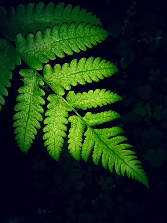 Foto De Primer Plano De Hojas De Helecho Verde