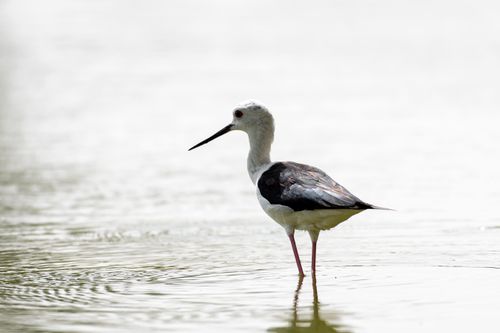 Free A serene black-winged stilt wading in a Dubai lakeside, focusing on the bird's elegance and habitat. Stock Photo