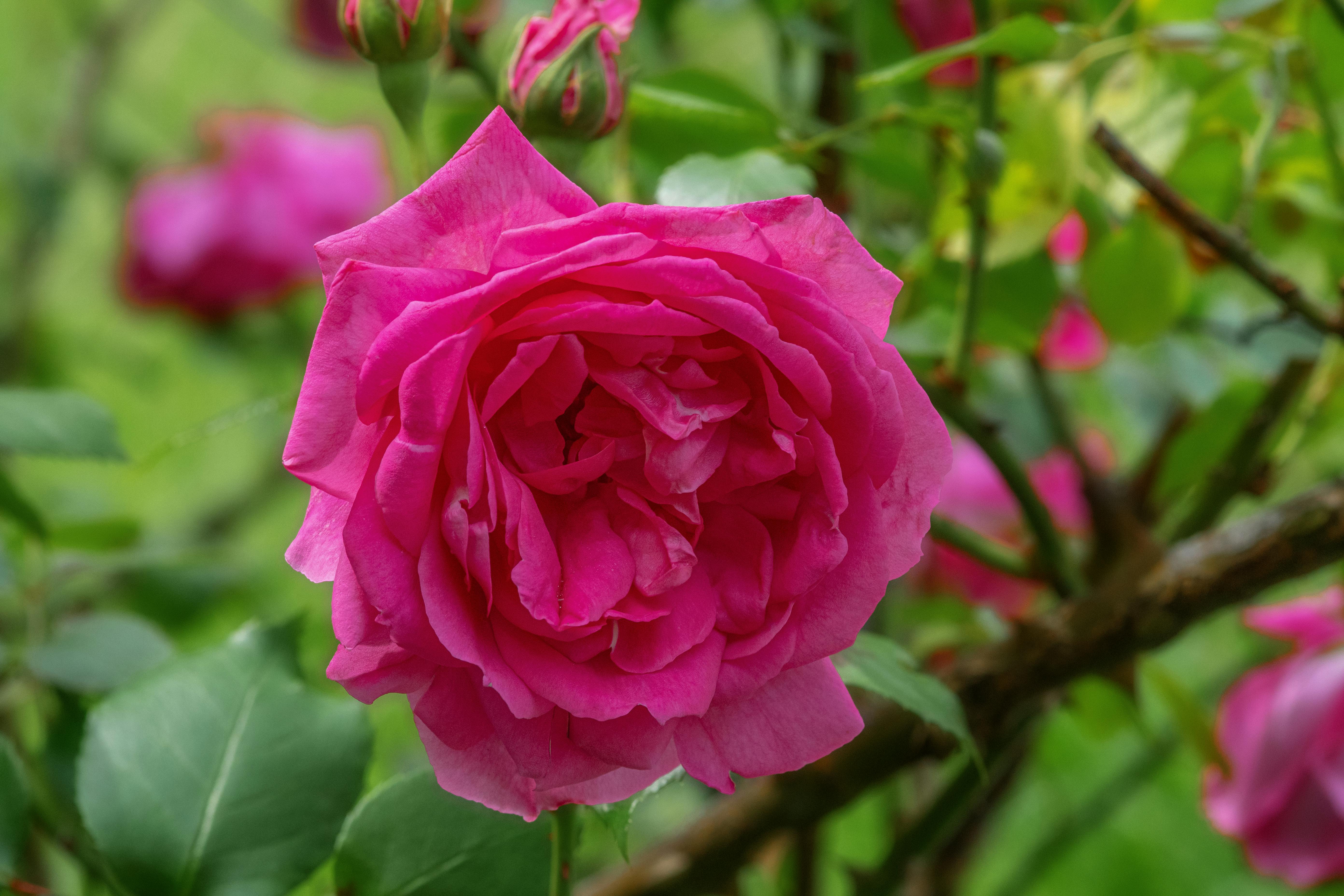 Pink Rose in Bloom · Free Stock Photo