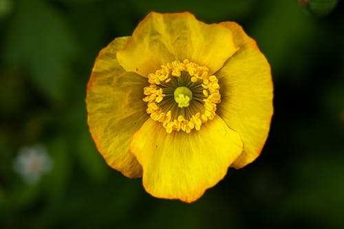 Welsh Poppy Flower in Tilt Shift Lens