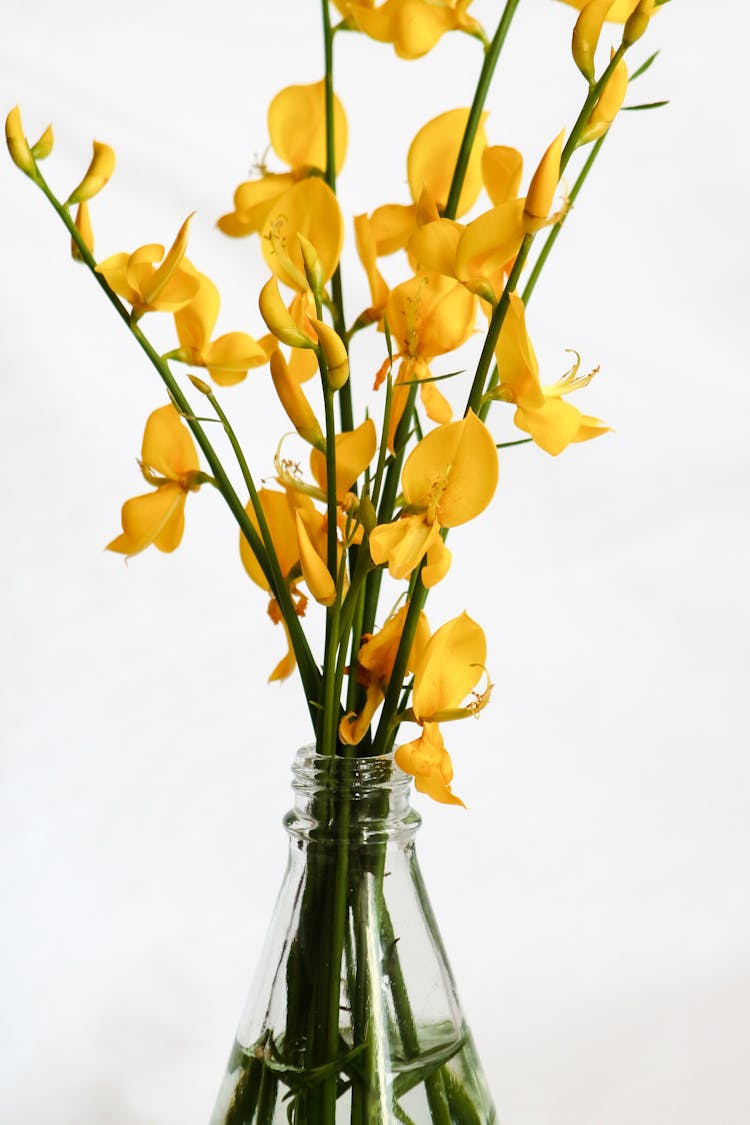 Spanish Broom Flowers In Clear Glass Vase