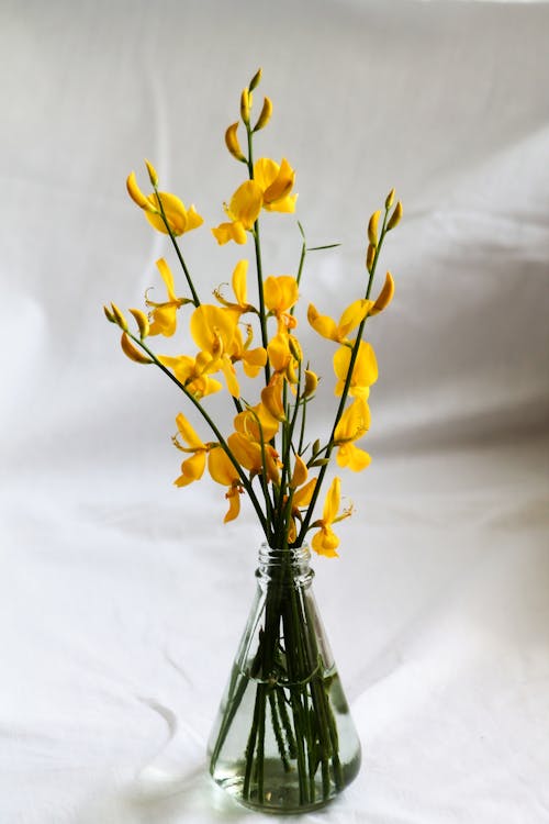 Foto profissional grátis de amarelo, fechar-se, flores