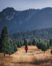 Free stock photo of beautiful nature, bosque, fotógrafos de mexico