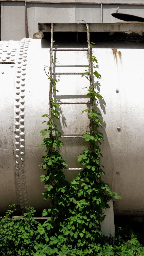 Vine Plants on a Ladder