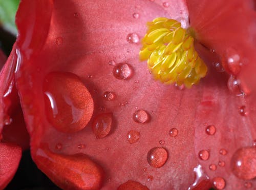 Fotobanka s bezplatnými fotkami na tému červená, kvapky vody, kvet