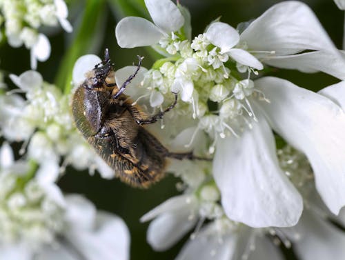 Бесплатное стоковое фото с beetle, белые цветы, дикая природа