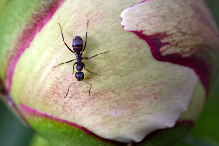 Black Ant On Flower Petal