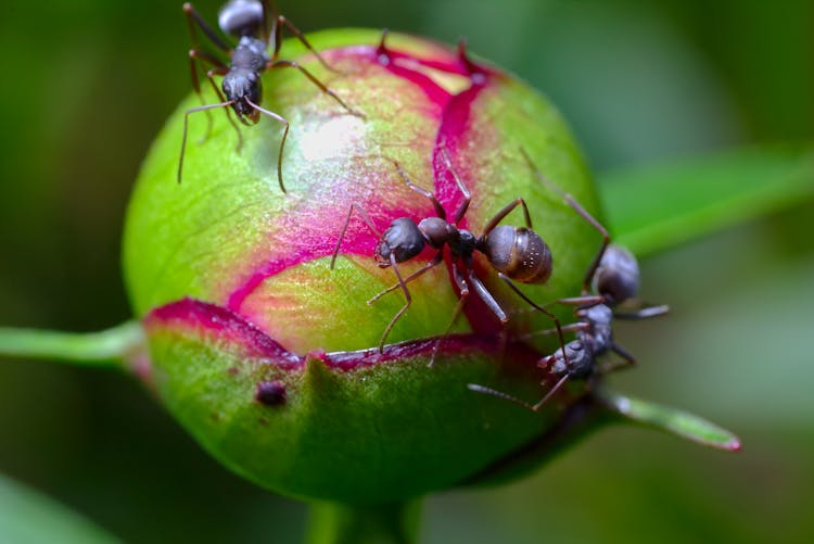 Macro Shot Of Ants On A Fruit