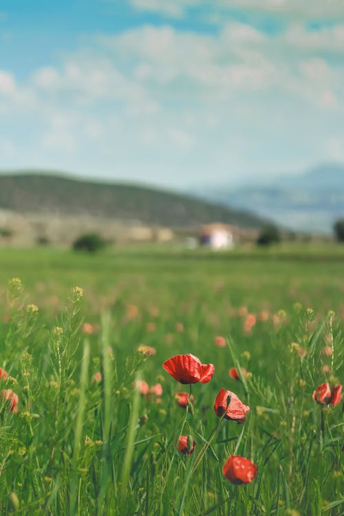 Red Opium Poppy Flowers in Bloom 