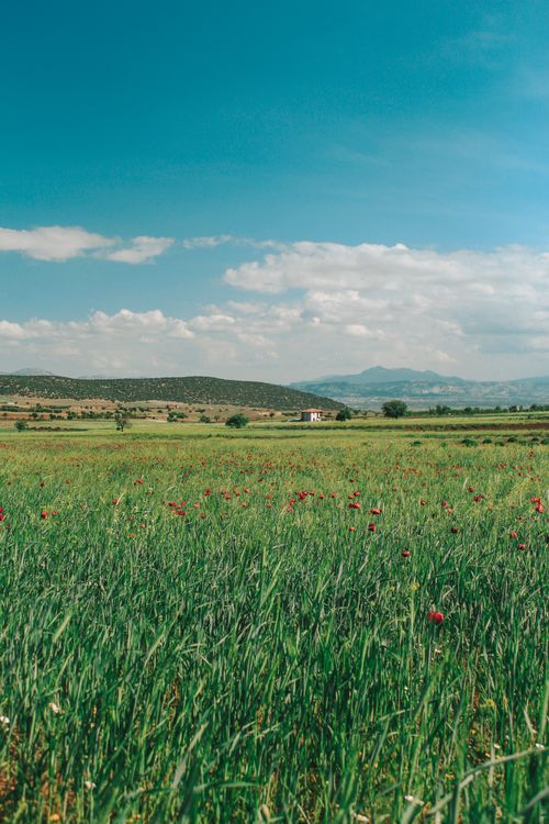 Free Vast green field with wildflowers beneath a bright blue sky in a serene rural landscape. Stock Photo
